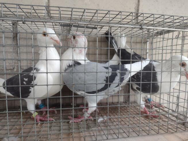 Sprzedam gołębie pocztowe