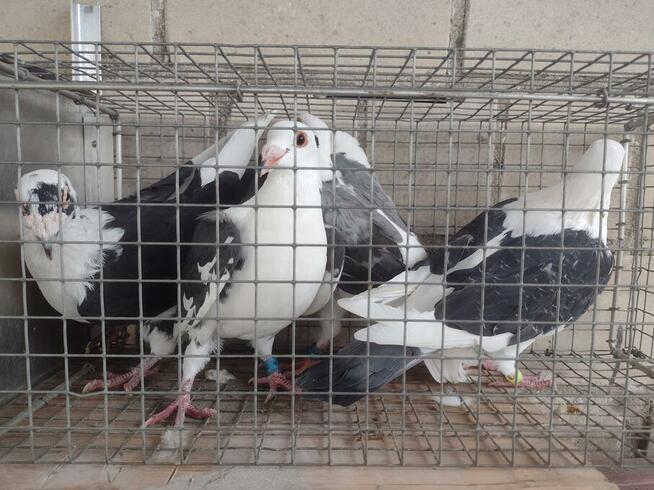 Sprzedam gołębie pocztowe