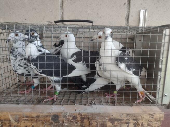 Sprzedam gołębie pocztowe