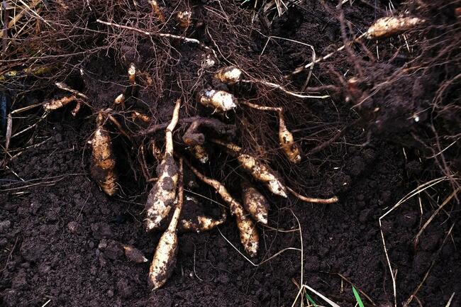 Sprzedam świeżo kopany topinambur albik