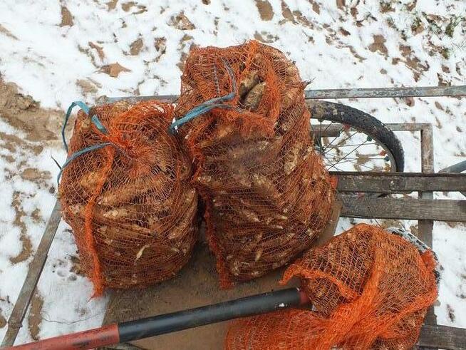 Sprzedam świeżo kopany topinambur albik