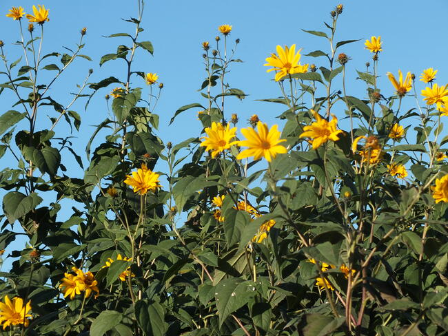 Sprzedam świeżo kopany topinambur albik