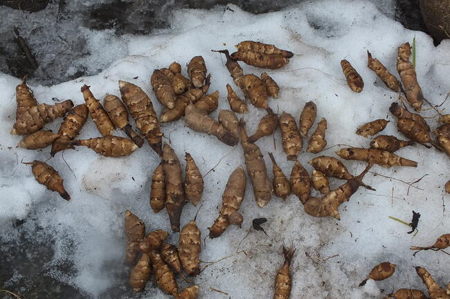 Sprzedam świeżo kopany topinambur albik