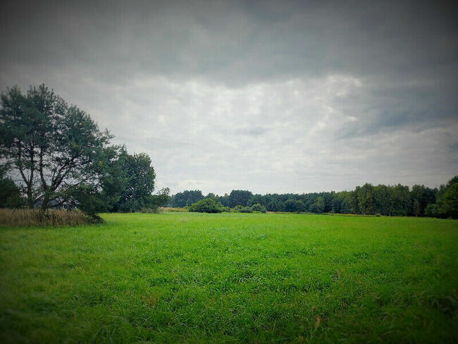 Działka pośród lasów Malerzów gm. Dobroszyce