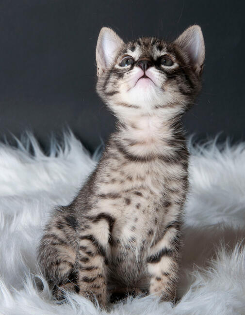 Savannah F5 kocięta kot hybryda serwal+kot domowy