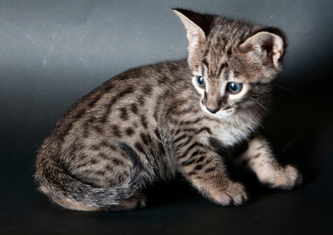 Savannah F5 kocięta kot hybryda serwal+kot domowy