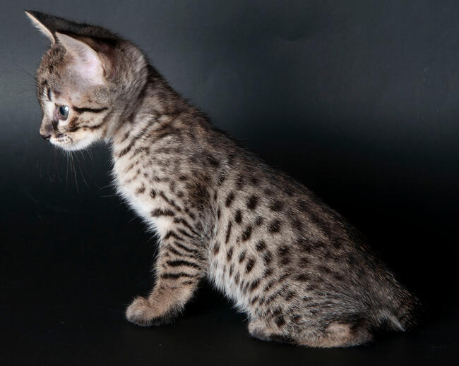 Savannah F5 kocięta kot hybryda serwal+kot domowy