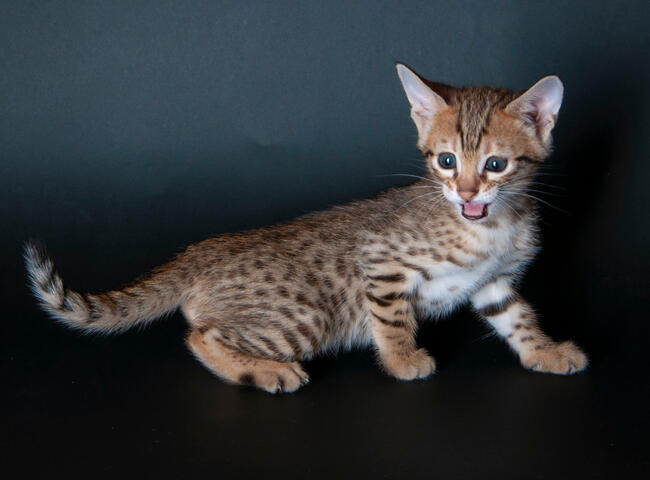 Savannah F5 kocięta kot hybryda serwal+kot domowy