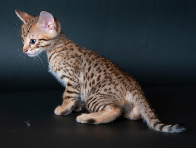 Savannah F5 kocięta kot hybryda serwal+kot domowy