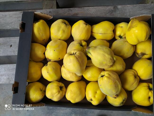 SYROP Z PIGWY - Z OWOCÓW Z WŁASNEGO SADU - PROMOCJA!!!