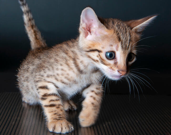 Savannah F5 kocięta kot hybryda serwal+kot domowy