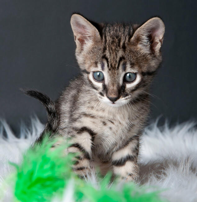 Savannah F5 kocięta kot hybryda serwal+kot domowy