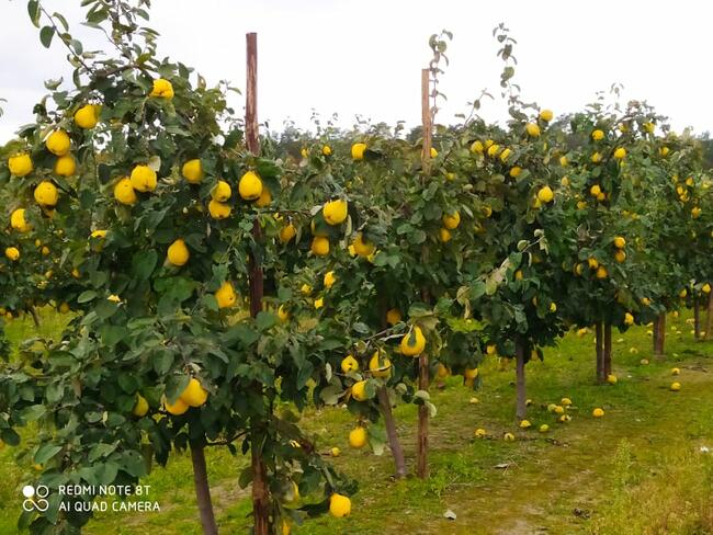SYROP Z PIGWY - Z OWOCÓW Z WŁASNEGO SADU - PROMOCJA!!!