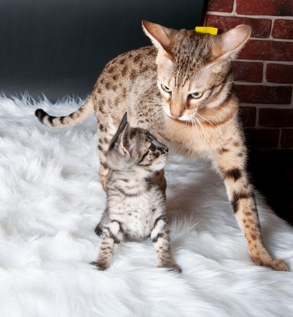 Savannah F5 kocięta kot hybryda serwal+kot domowy