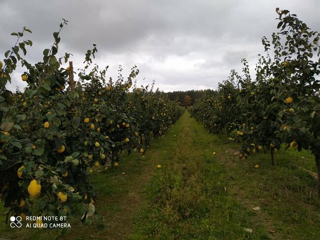 SYROP Z PIGWY - Z OWOCÓW Z WŁASNEGO SADU - PROMOCJA!!!