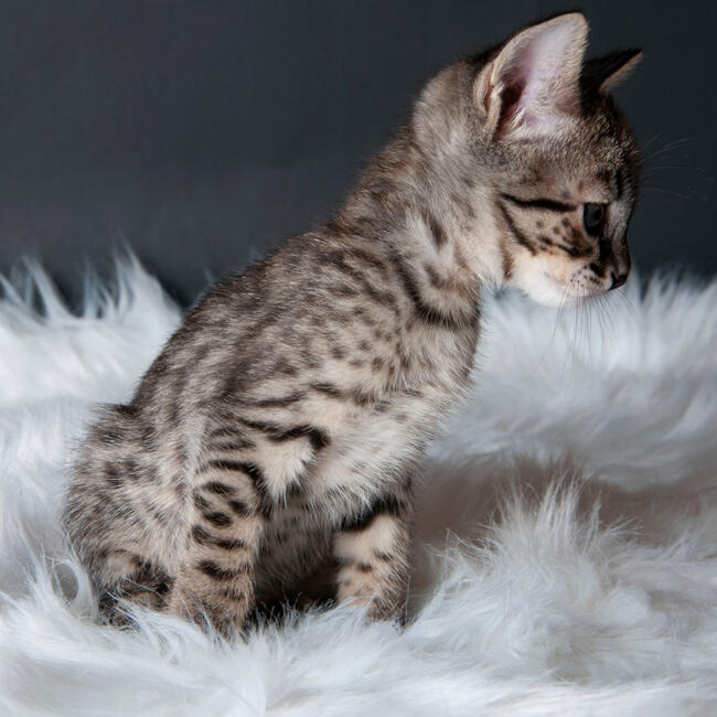 Savannah F5 kocięta kot hybryda serwal+kot domowy