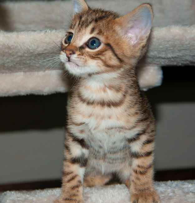 Savannah F5 kocięta kot hybryda serwal+kot domowy