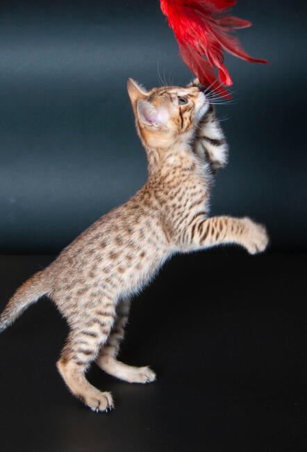 Savannah F5 kocięta kot hybryda serwal+kot domowy