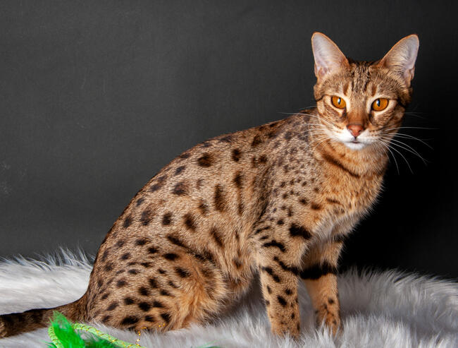 Savannah F5 kocięta kot hybryda serwal+kot domowy