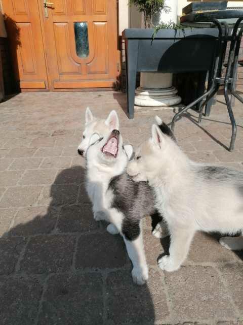 Husky Siberian! Szczeniaki!