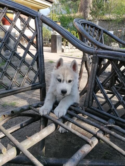 Husky Siberian! Szczeniaki!