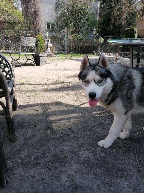 Husky Siberian! Szczeniaki!