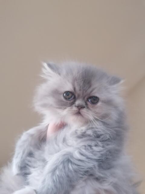 Persy, kocięta perskie!