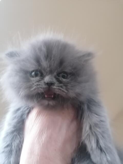 Persy, kocięta perskie!