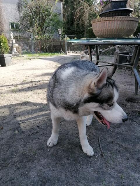 Husky Siberian! Szczeniaki!