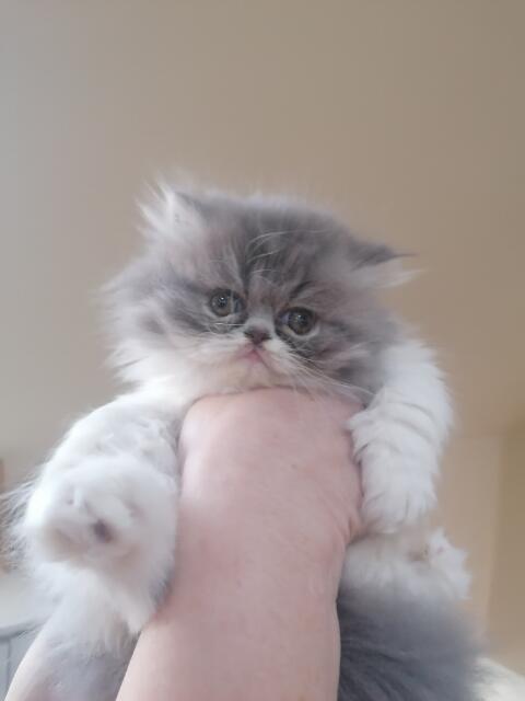 Persy, kocięta perskie!