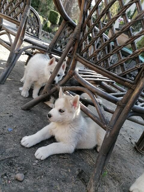 Husky Siberian! Szczeniaki!