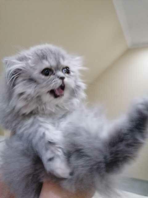 Persy, kocięta perskie!