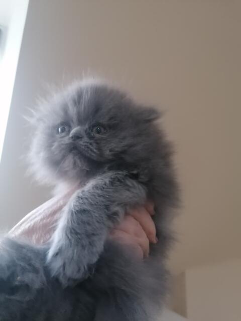 Persy, kocięta perskie!