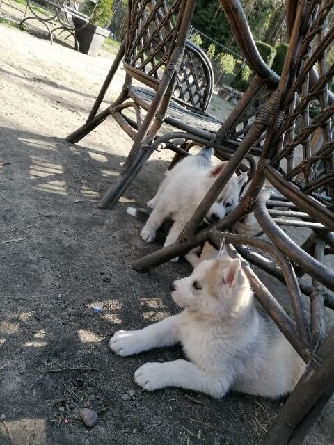 Husky Siberian! Szczeniaki!