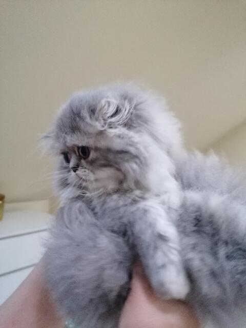 Persy, kocięta perskie!