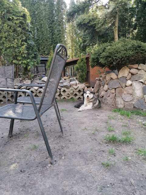Husky Siberian! Szczeniaki!