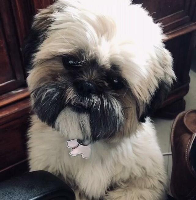 Reproduktor Shih Tzu, krycie