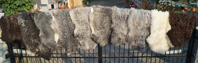 Naturalne skóry owcze Gotland, dywany