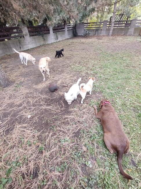 Hotel dla psów TULUNIA