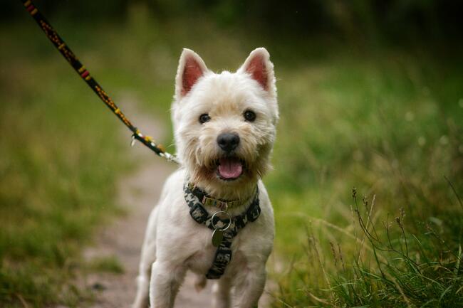 Dzidek szuka domu !!!