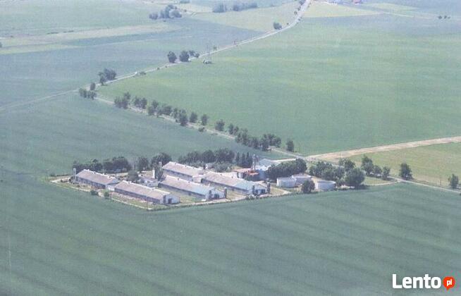 Teren inwestycyjny/ Ferma trzody chlewnej