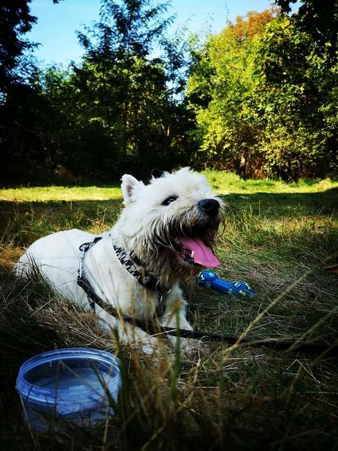 Dzidek szuka domu !!!