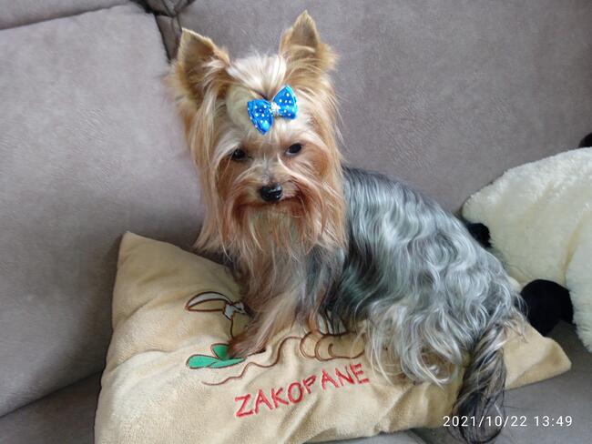 York reproduktor krycie