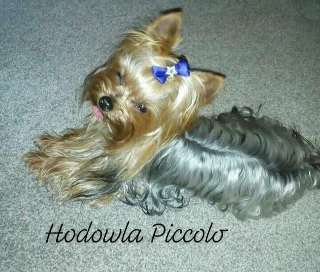 York reproduktor krycie