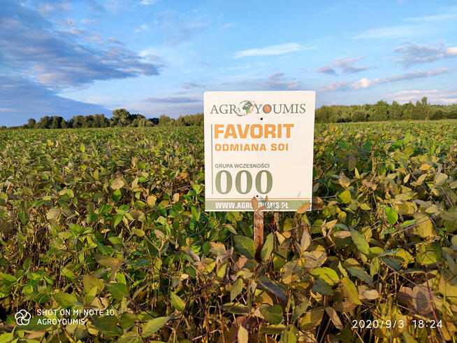 Soja. Materiał siewny soi odmiany Favorit