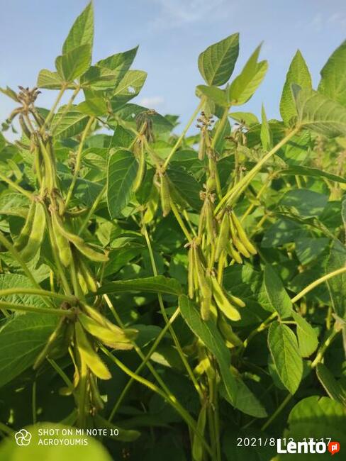 Soja. Materiał siewny soi odmiany Viscount