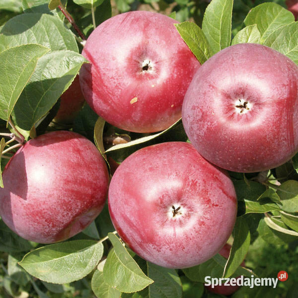 Jabłoń LOBO smaczna jesienna odmiana