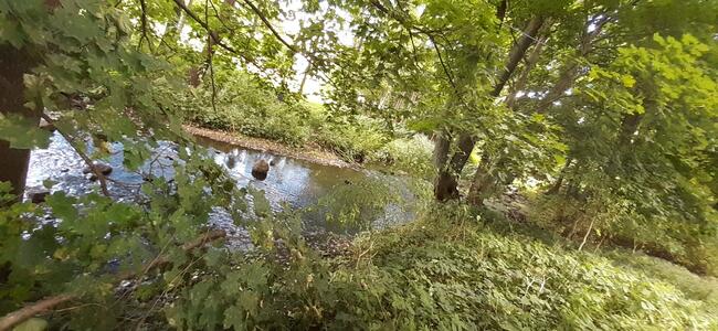 Działka rekreacyjna 0,37ha z linią brzegową i starodrzewiem