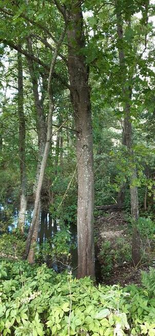 Działka rekreacyjna/inwestycyjna 0,38ha ze starodrzewiem