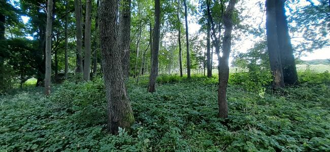 Działka rekreacyjna 0,37ha z linią brzegową i starodrzewiem